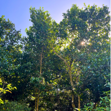 La découverte dans notre forêt