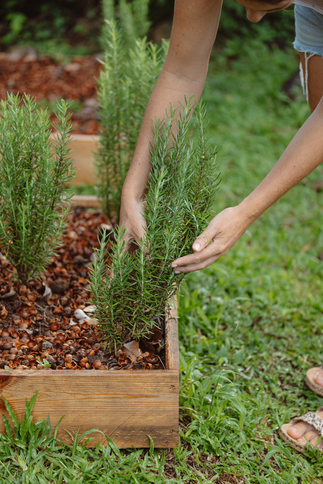 Pourquoi la phytothérapie chez Maravilla ?
